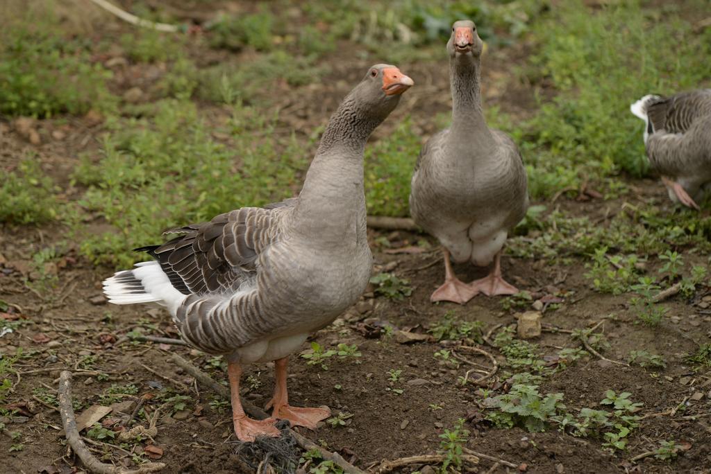 Agroturismo Ordaola Alonsotegi Dış mekan fotoğraf